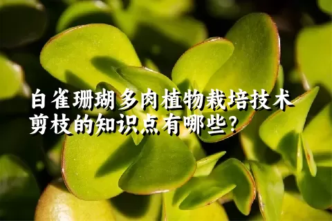 白雀珊瑚多肉植物栽培技术剪枝的知识点有哪些？