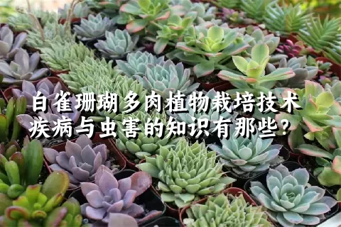 白雀珊瑚多肉植物栽培技术疾病与虫害的知识有那些？ 