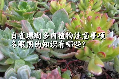 白雀珊瑚多肉植物注意事项冬眠期的知识有哪些？