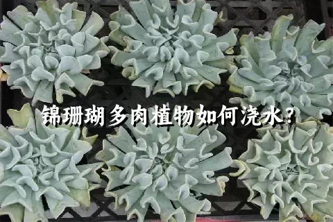 锦珊瑚多肉植物如何浇水？