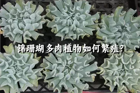 锦珊瑚多肉植物如何繁殖？