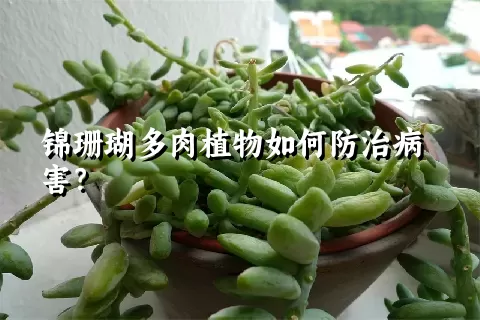 锦珊瑚多肉植物如何防治病害？