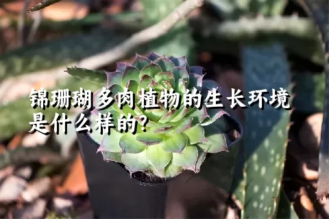 锦珊瑚多肉植物的生长环境是什么样的？