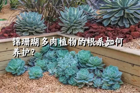 锦珊瑚多肉植物的根系如何养护？