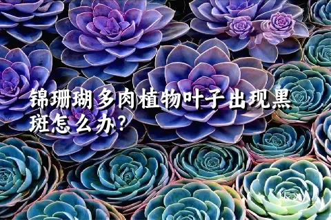 锦珊瑚多肉植物叶子出现黑斑怎么办？