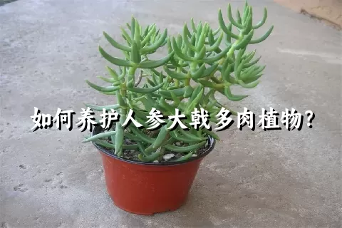 如何养护人参大戟多肉植物？