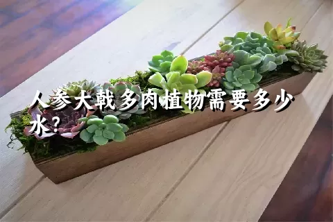 人参大戟多肉植物需要多少水？