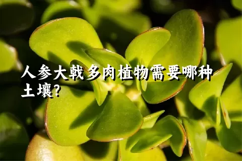 人参大戟多肉植物需要哪种土壤？