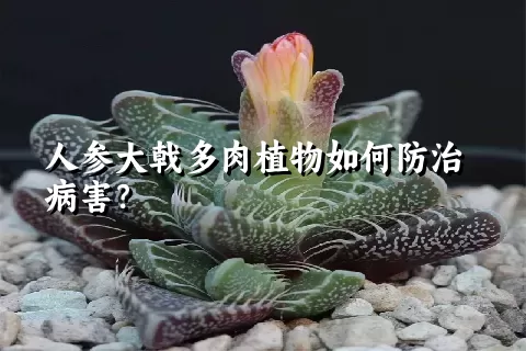 人参大戟多肉植物如何防治病害？