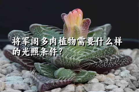 将军阁多肉植物需要什么样的光照条件？