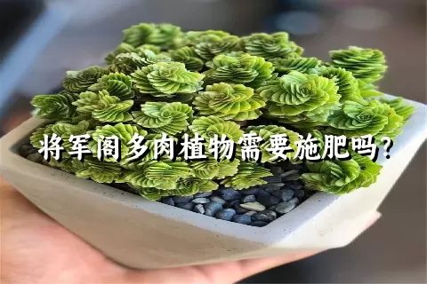 将军阁多肉植物需要施肥吗？