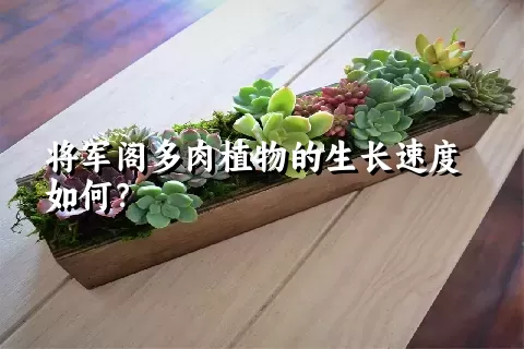 将军阁多肉植物的生长速度如何？