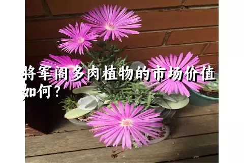 将军阁多肉植物的市场价值如何？