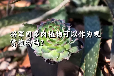 将军阁多肉植物可以作为观赏植物吗？