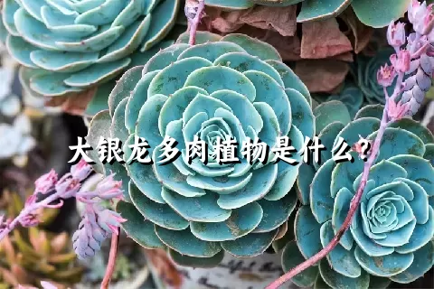 大银龙多肉植物是什么？