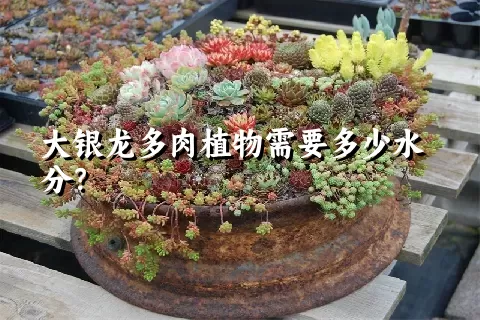 大银龙多肉植物需要多少水分？