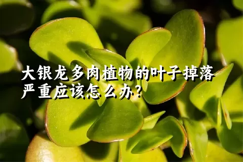 大银龙多肉植物的叶子掉落严重应该怎么办？