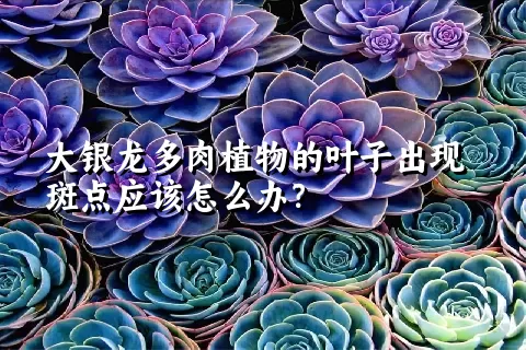 大银龙多肉植物的叶子出现斑点应该怎么办？