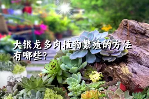 大银龙多肉植物繁殖的方法有哪些？