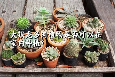 大银龙多肉植物是否可以在室内种植？