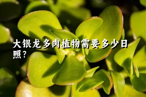 大银龙多肉植物需要多少日照？