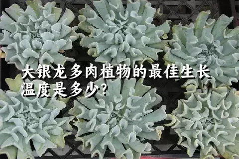 大银龙多肉植物的最佳生长温度是多少？