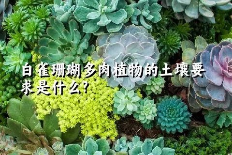 白雀珊瑚多肉植物的土壤要求是什么?