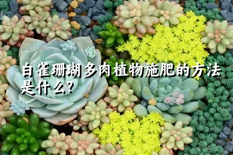 白雀珊瑚多肉植物施肥的方法是什么?