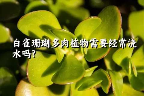 白雀珊瑚多肉植物需要经常浇水吗?