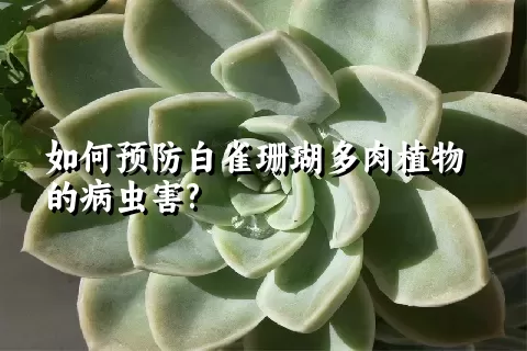 如何预防白雀珊瑚多肉植物的病虫害?