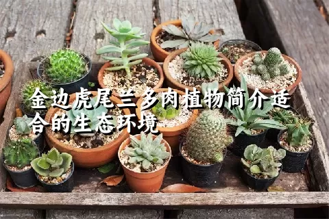 金边虎尾兰多肉植物简介适合的生态环境