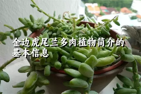 金边虎尾兰多肉植物简介的基本信息