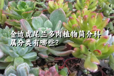 金边虎尾兰多肉植物简介科属分类有哪些？