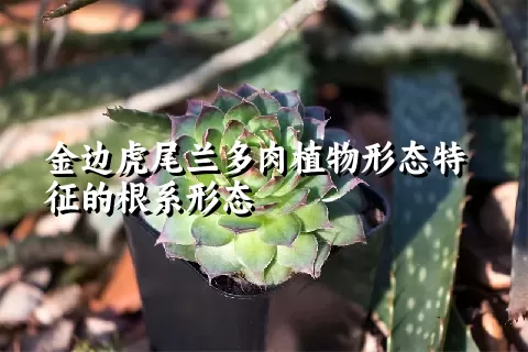 金边虎尾兰多肉植物形态特征的根系形态