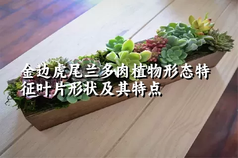 金边虎尾兰多肉植物形态特征叶片形状及其特点