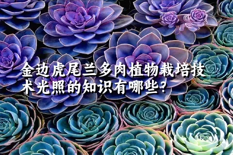 金边虎尾兰多肉植物栽培技术光照的知识有哪些？ 