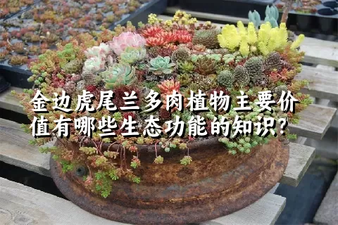 金边虎尾兰多肉植物主要价值有哪些生态功能的知识？