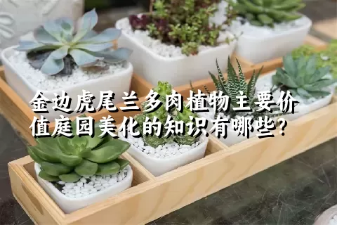 金边虎尾兰多肉植物主要价值庭园美化的知识有哪些？