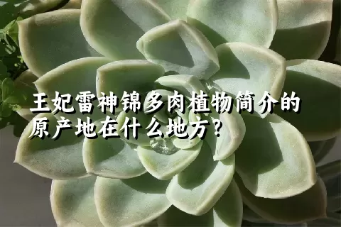 王妃雷神锦多肉植物简介的原产地在什么地方？