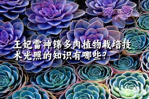 王妃雷神锦多肉植物栽培技术光照的知识有哪些？ 