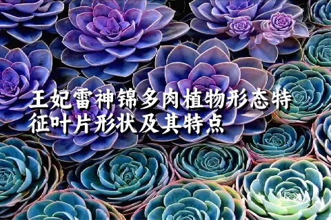 王妃雷神锦多肉植物形态特征叶片形状及其特点