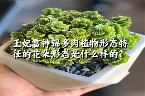 王妃雷神锦多肉植物形态特征的花朵形态是什么样的？