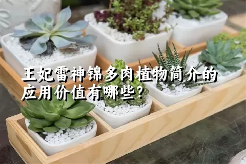 王妃雷神锦多肉植物简介的应用价值有哪些？