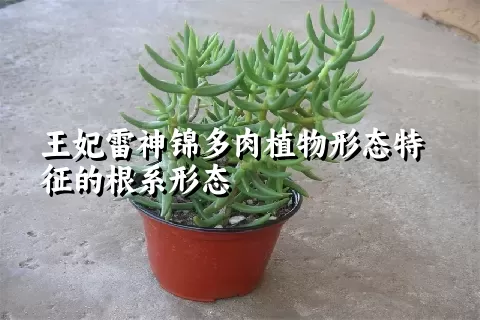 王妃雷神锦多肉植物形态特征的根系形态