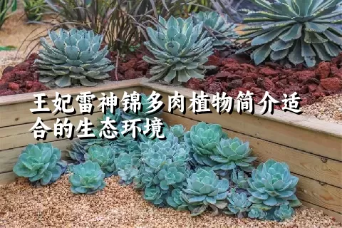 王妃雷神锦多肉植物简介适合的生态环境