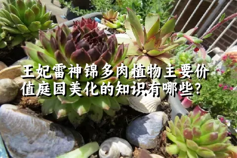 王妃雷神锦多肉植物主要价值庭园美化的知识有哪些？