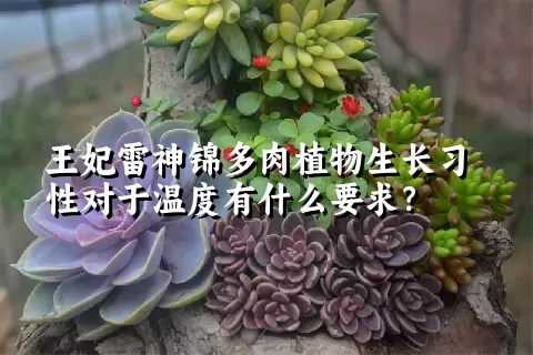 王妃雷神锦多肉植物生长习性对于温度有什么要求？