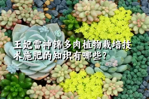 王妃雷神锦多肉植物栽培技术施肥的知识有哪些？ 