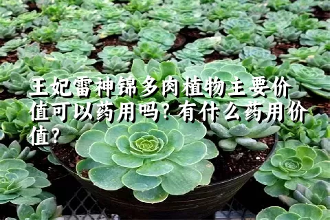 王妃雷神锦多肉植物主要价值可以药用吗？有什么药用价值？