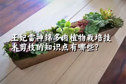 王妃雷神锦多肉植物栽培技术剪枝的知识点有哪些？